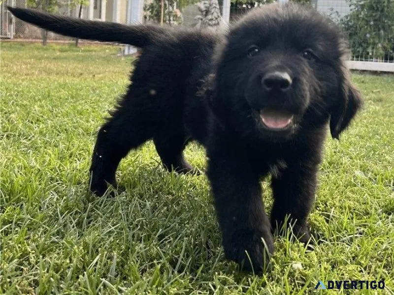 Lovely Newfoundland Puppies Available