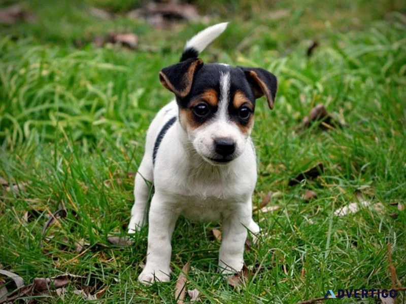Home raised Jack Russel Terrier puppies