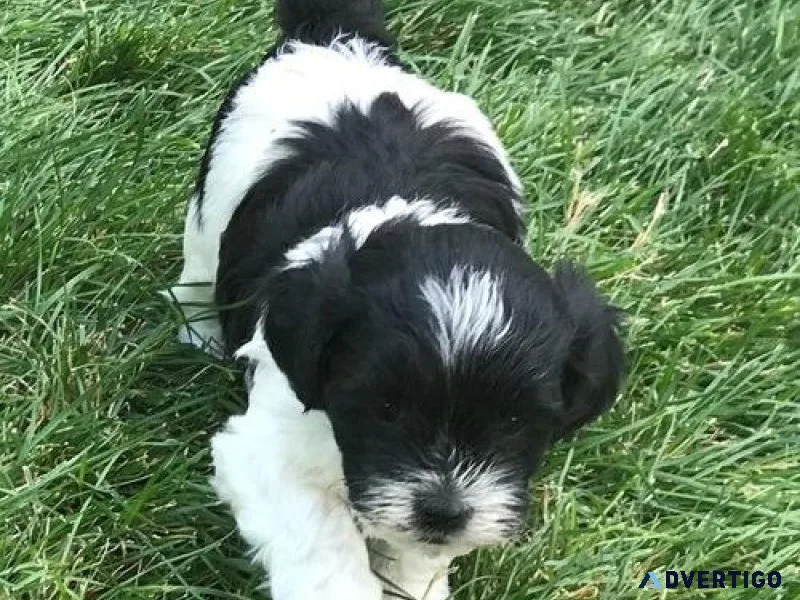 Adorable Shihpoo Puppies