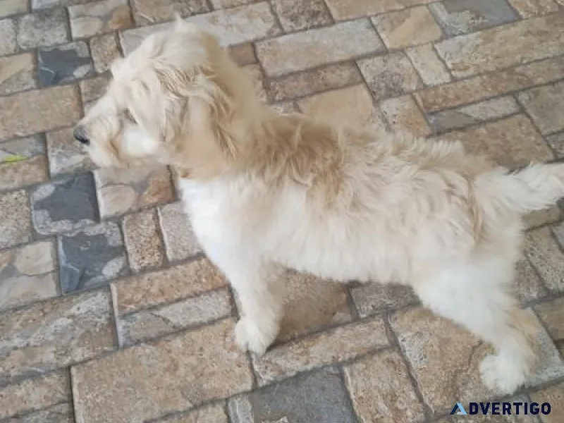 Healthy Goldendoodle Puppies