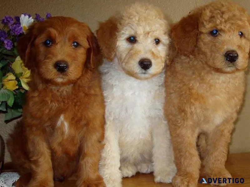 Stunning Labradoodle puppies available