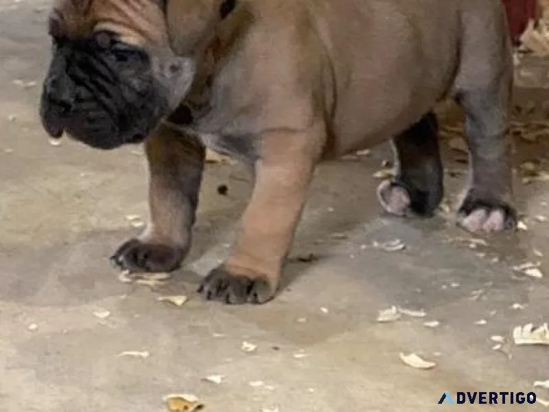 Well Socialized South African Boerboel Puppies