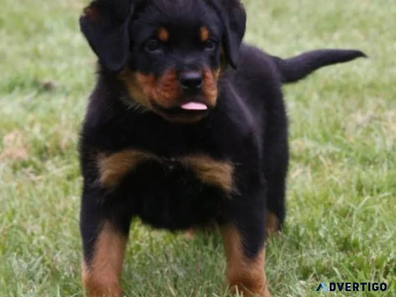 Home raised Rottweiler Puppies For Sale
