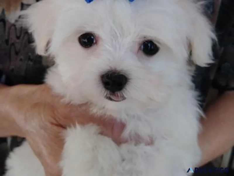 Sweet Maltese puppies available for sale