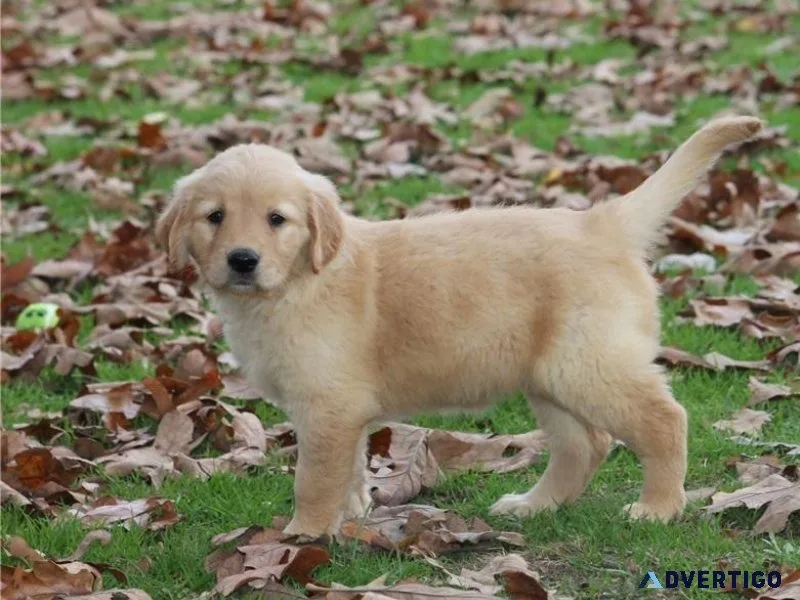 Healthy Golden Retriever Puppies