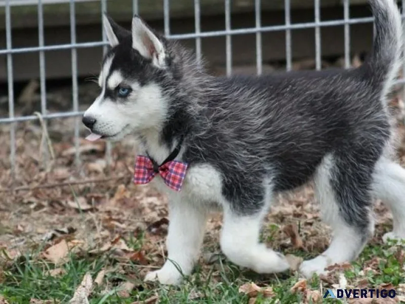 Well Socialized Siberian Husky Puppies
