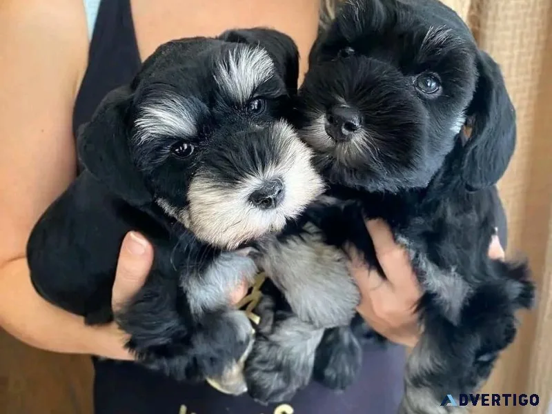 Schnauzer puppies for sale