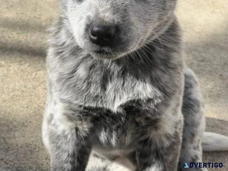 Australian Cattle Dog for sale