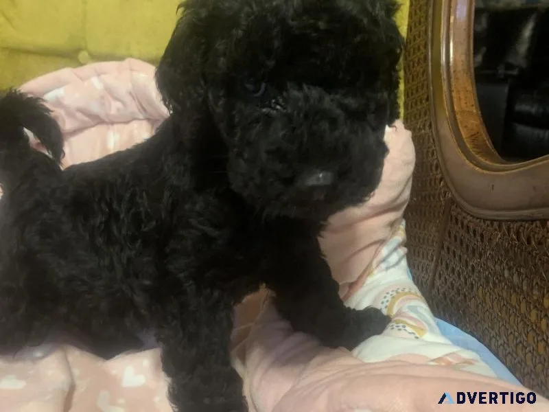 Australian Mountain Doodle Puppies