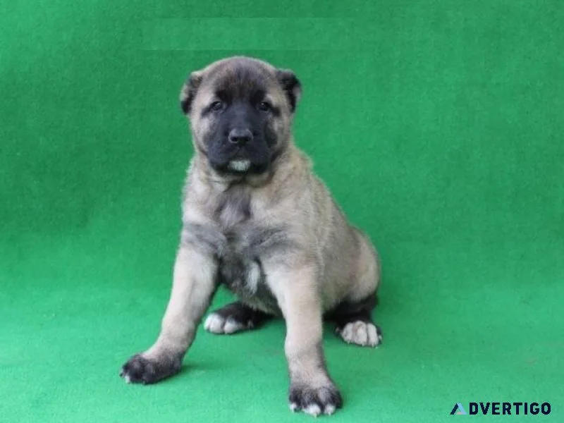 Anatolian shepherd dog For Sale
