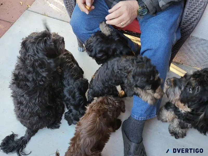 Cockapoo Puppies For Sale Now