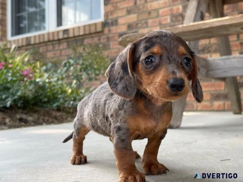 Small size dachshund