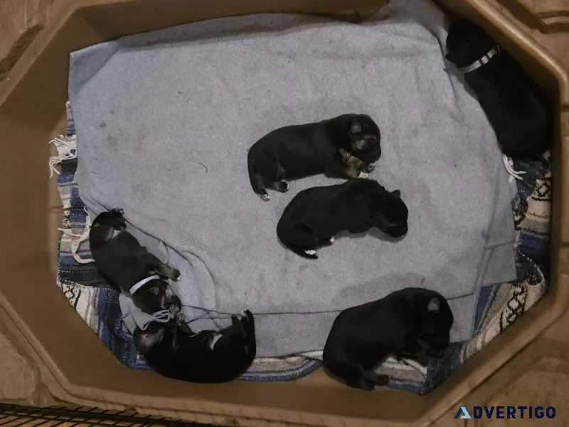 German Shepherd Puppies