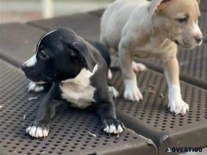 American Staffordshire Terrier Puppies Available