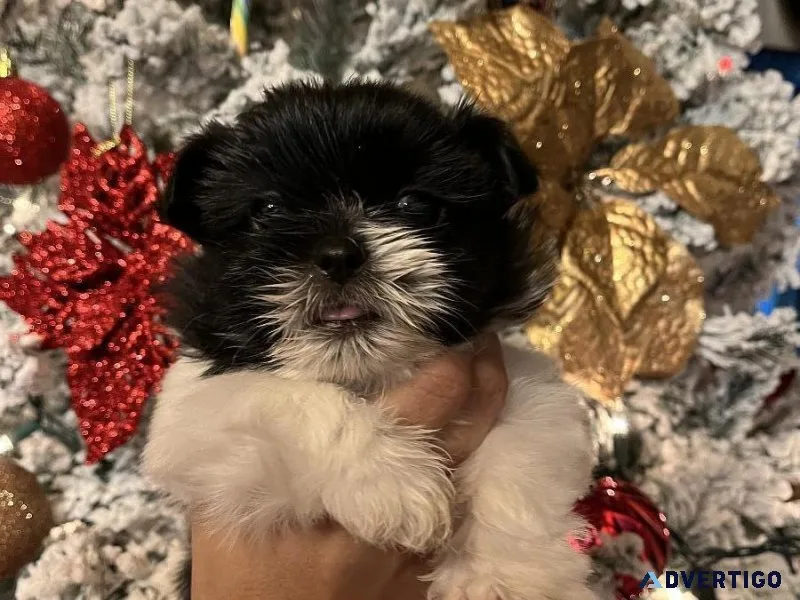 Shi tzu puppy