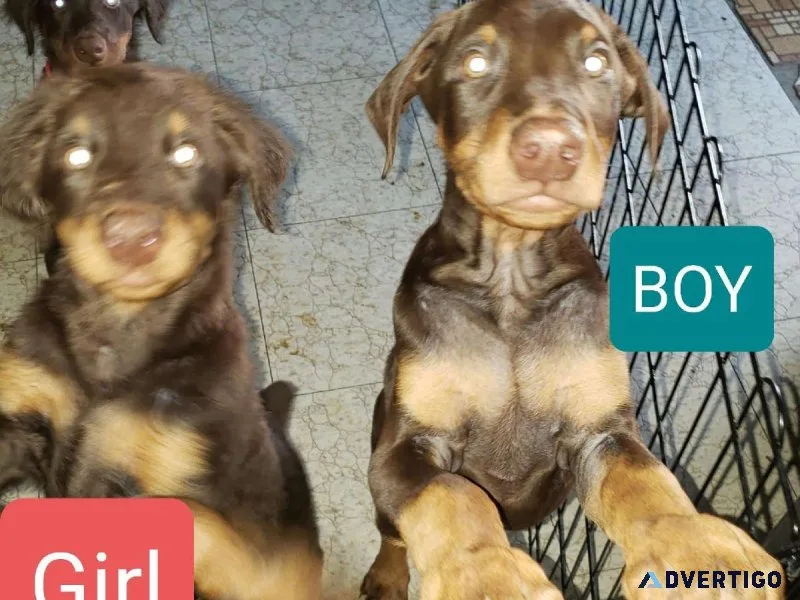 Dobermans pincher puppies Ready