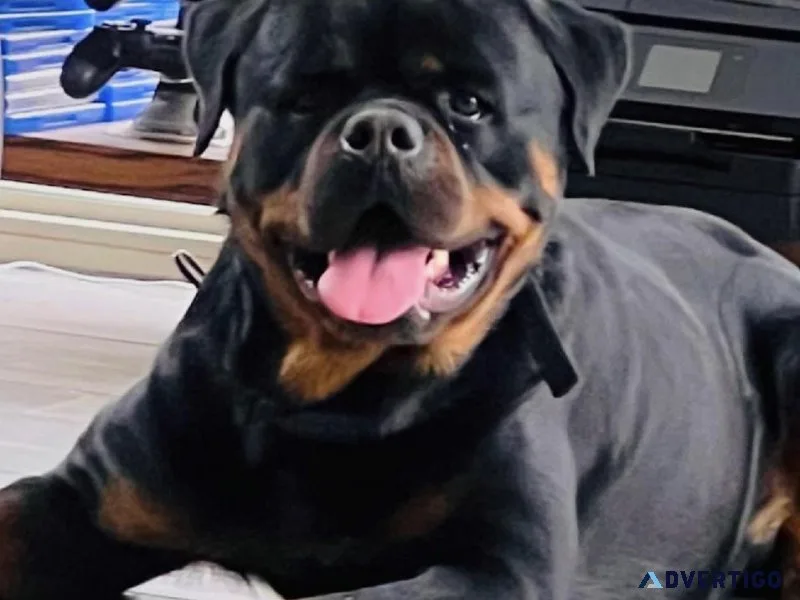 Rehoming Rottweiler -2yrs old