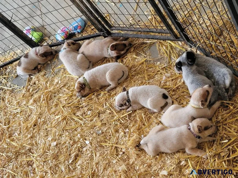Heeler puppies Available