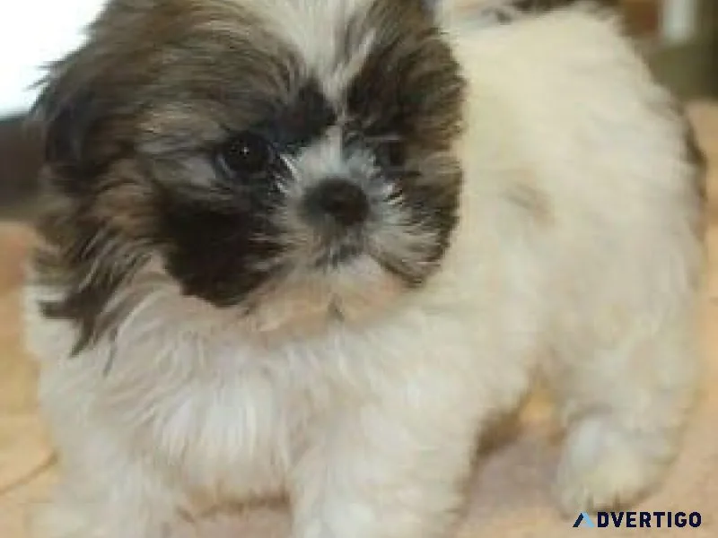 ADORABLE Tiny &ldquoShih Tzu&rdquo Designer Breed Pups For Sale