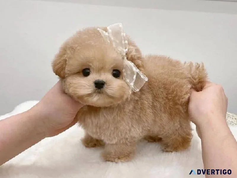 Toy Maltipoo Babies Ready For Their Forever Home