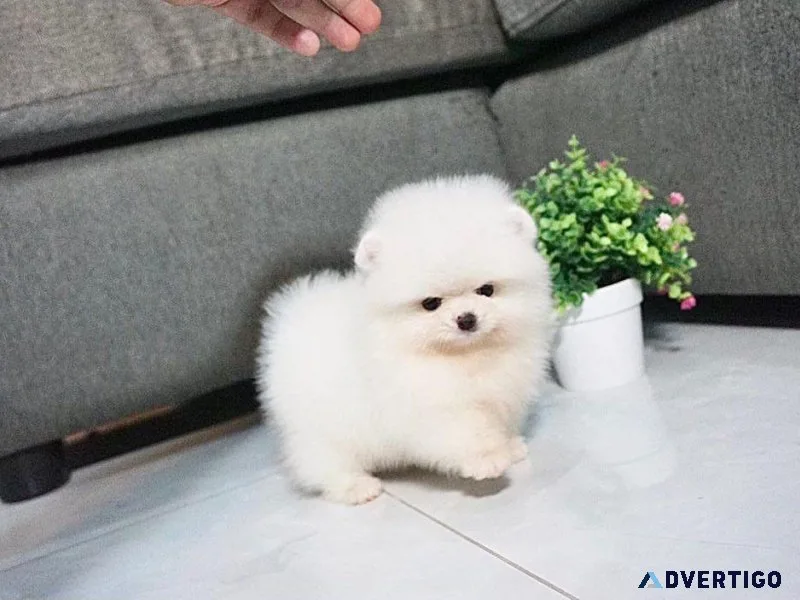 Cute teacup Pomeranian puppy