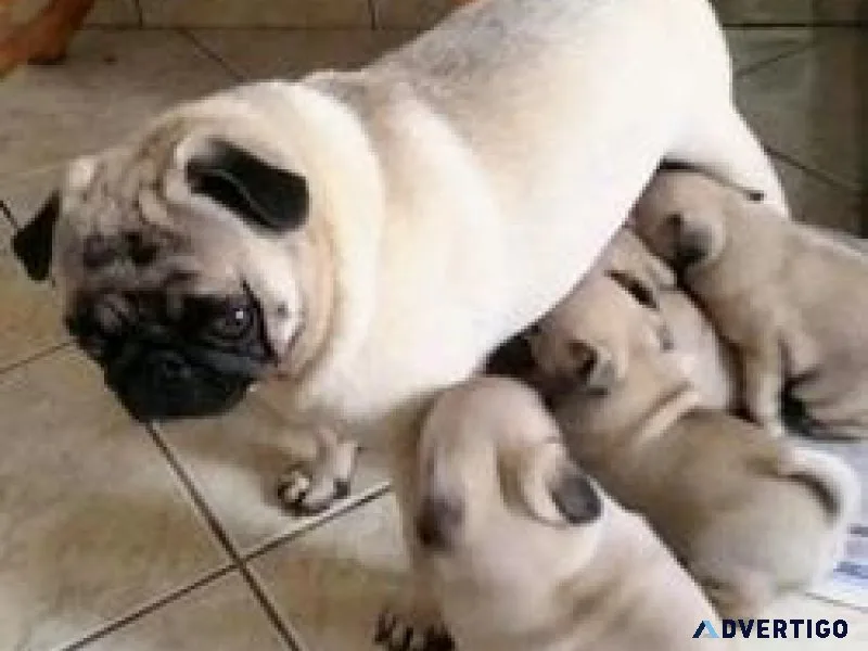 Pug Puppies with outstanding Personalities