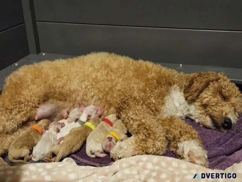 Small Miniature Goldendoodle Puppies Ready To Go