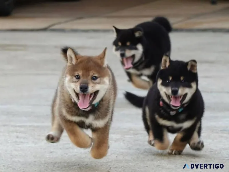 Gorgeous Shiba Inu Puppies Ready Now