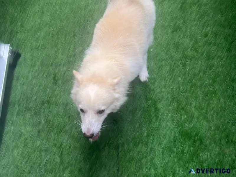 charming America Eskimo Dog