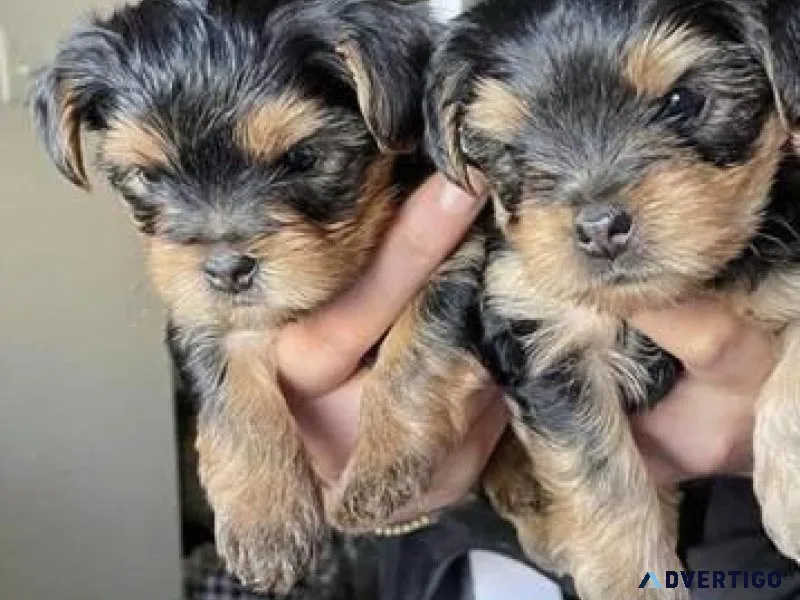 yorkshire terrier for sale in tucson az