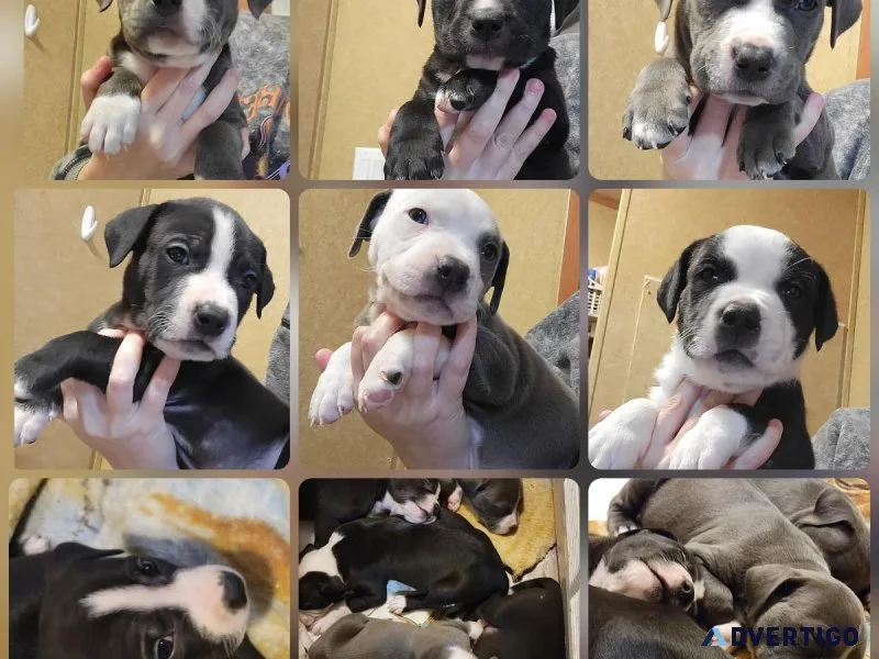 Pit mastiff