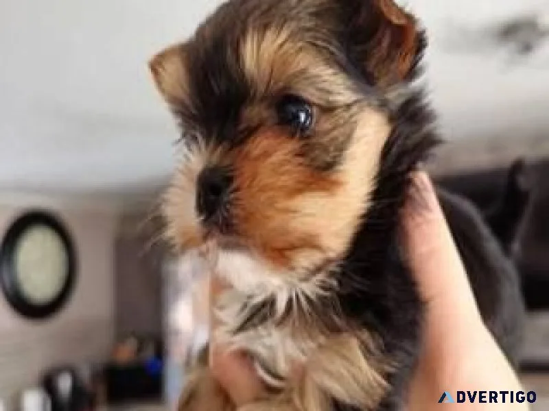 yorkie puppies for sale in tulsa ok