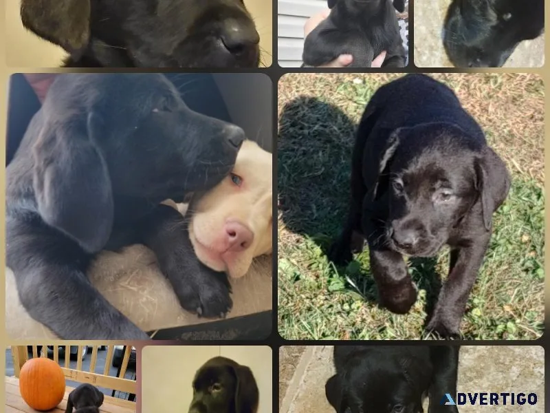 Akc registered Labradors