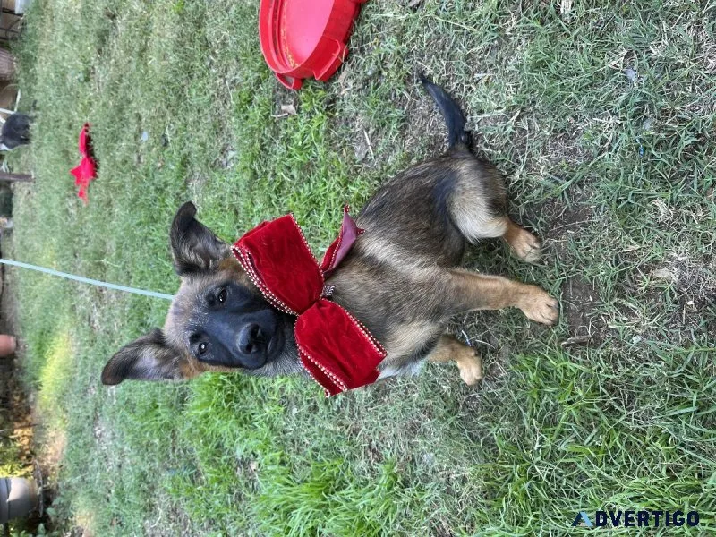 Belgian Malinois pups