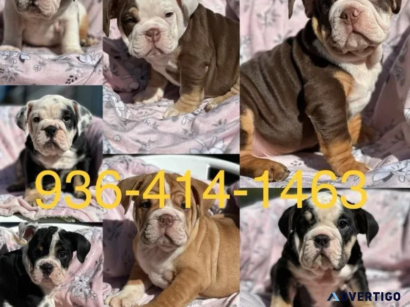 English bulldog puppys