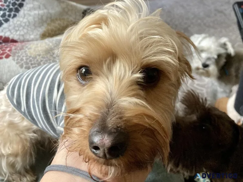 Morkie