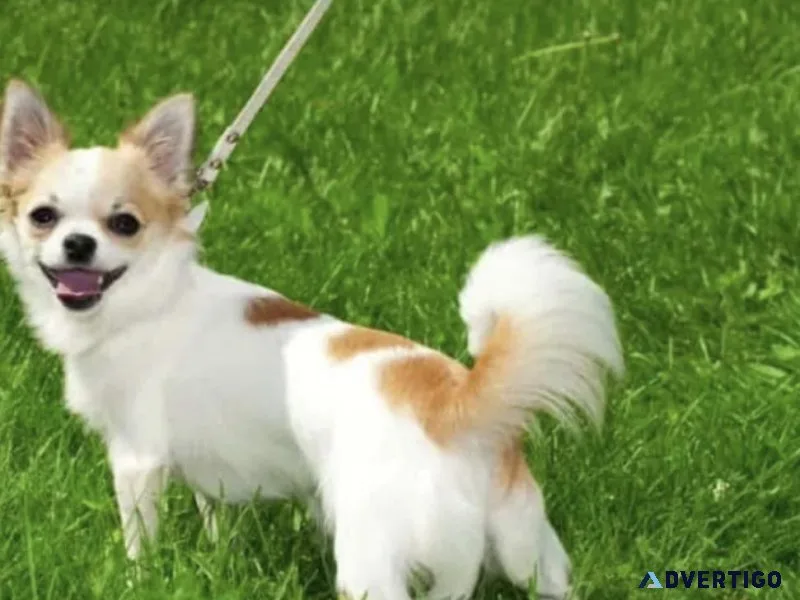 A puppy Chihuahua with a white and brown picture rabies free