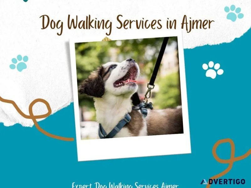 Expert Dog Walking Services Ajmer