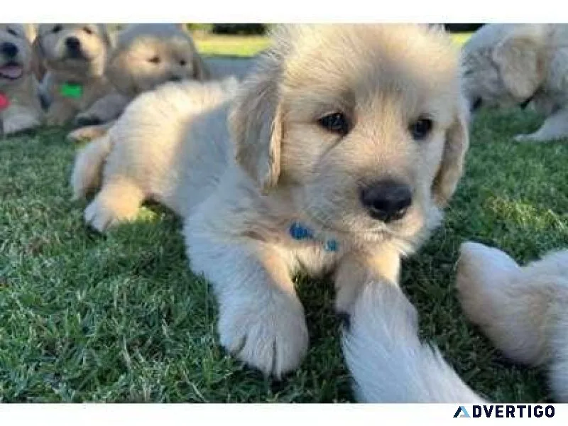 vffc Golden Retriever puppies for Sale