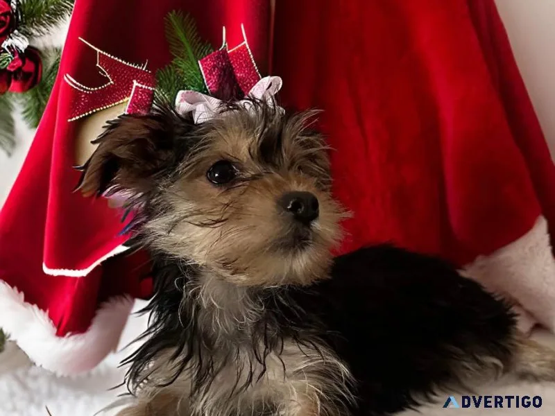 Yorkie Babies