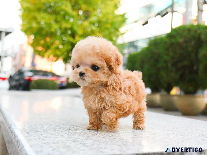 Available Poodle Puppies