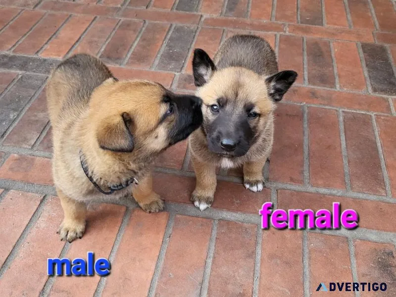 Belgian Malinois puppies