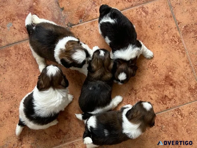 Purebred double bone shihtzus available for sale 8095708798
