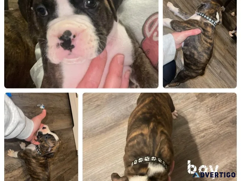 Boxer