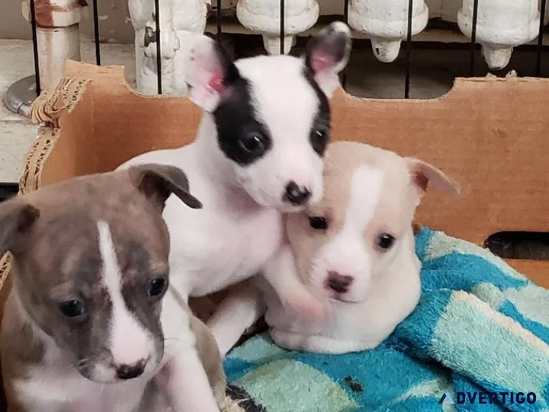 Chihuahuas