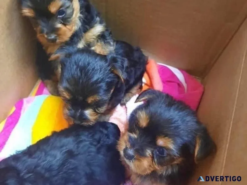 Puppies available