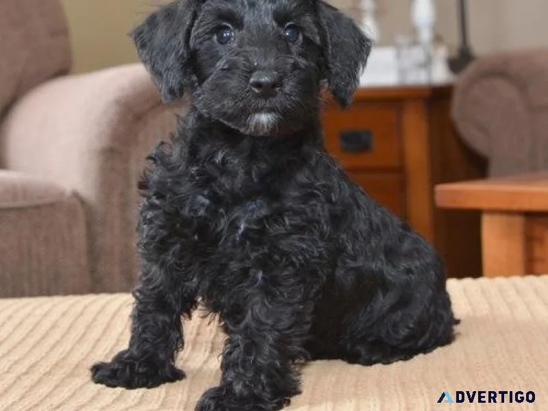 Amazing Schnoodle Puppies for sale.