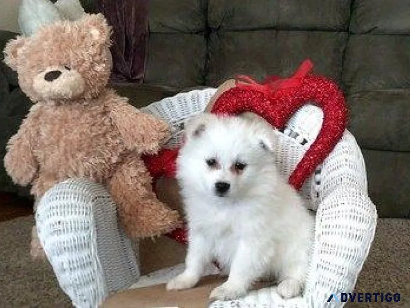 Lovely American Eskimo puppies available