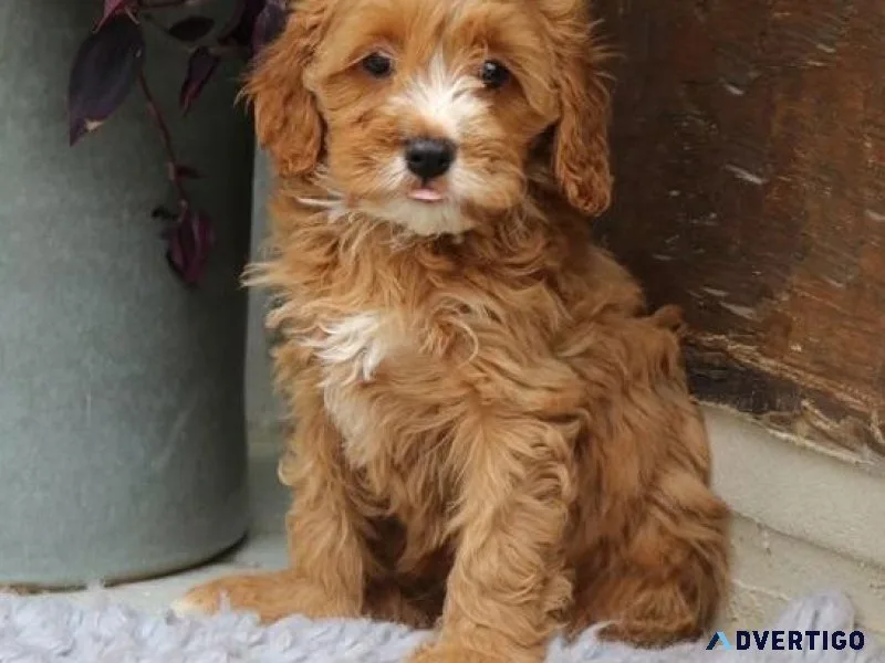Gorgeous Cavapoo puppies for sale