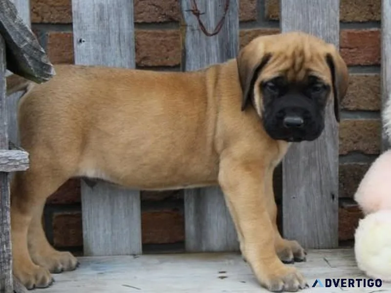 Home raised Bullmastiff puppies